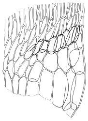 Calliergonella cuspidata, alar cells of stem leaf. Drawn from B.H. Macmillan 86/99, CHR 414194.
 Image: R.C. Wagstaff © Landcare Research 2014 